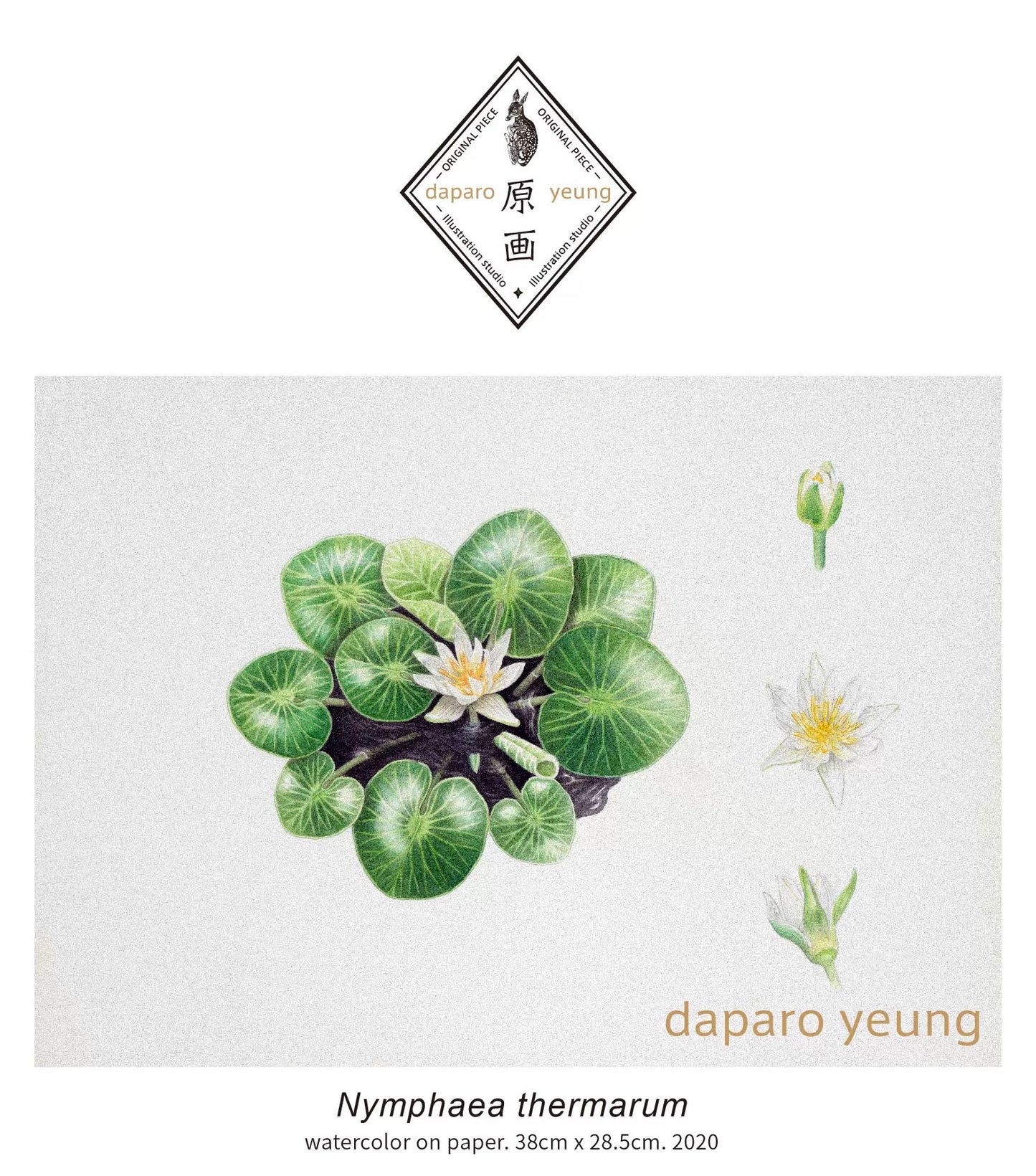 Daparo brooch - Pygmy Rwandan Water Lily (luminous)