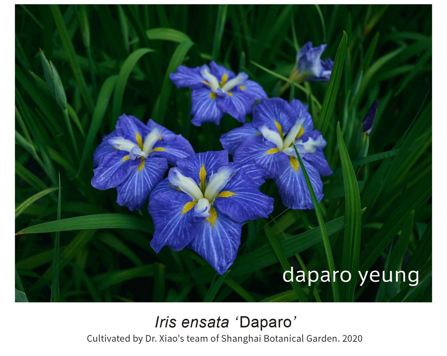 Daparo brooch - Iris ensata ‘Daparo’