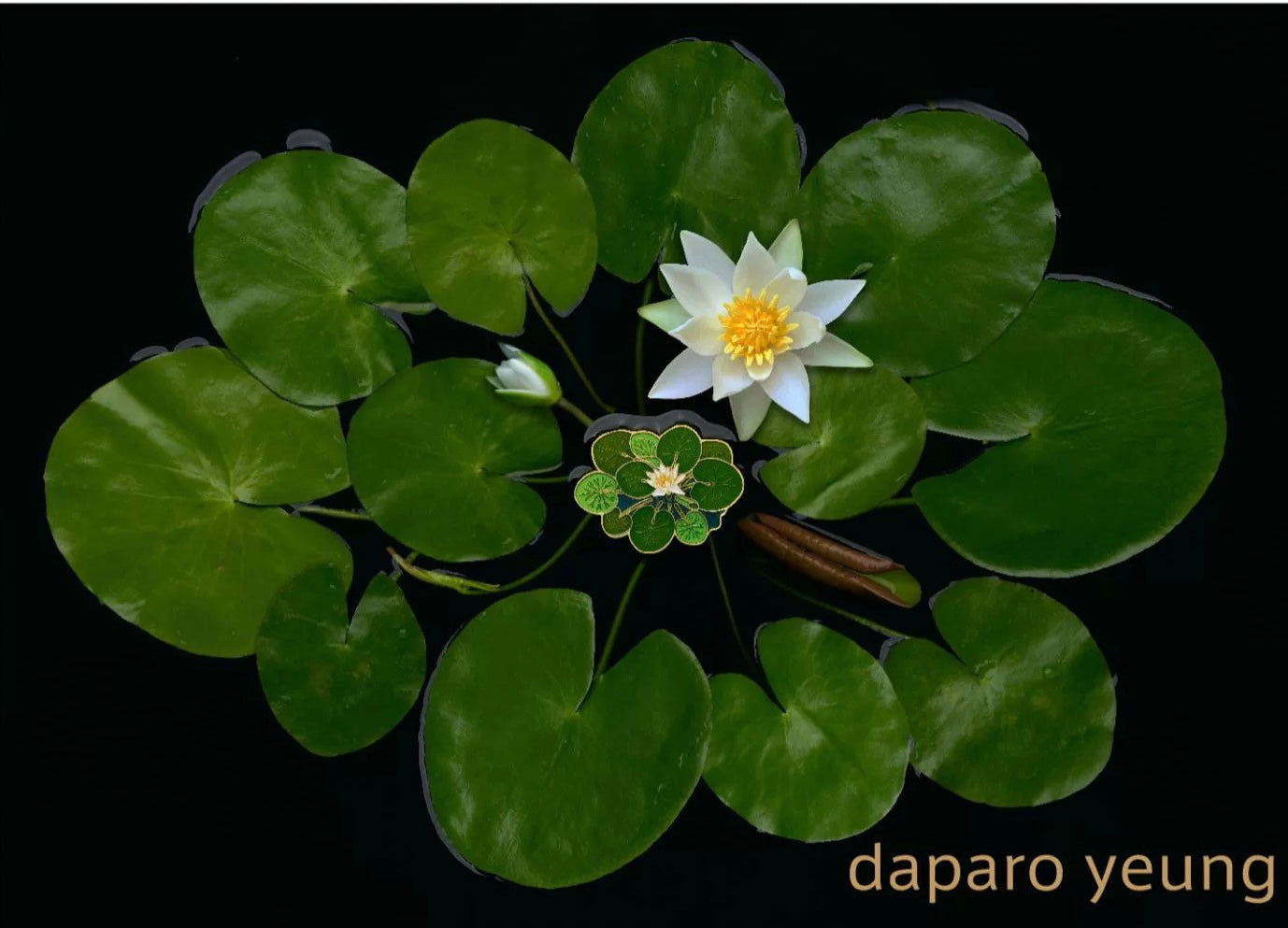 Daparo brooch - Pygmy Rwandan Water Lily (luminous)